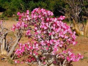 Rosa Del Desierto Caracter Sticas Cuidados Y Reproducci N