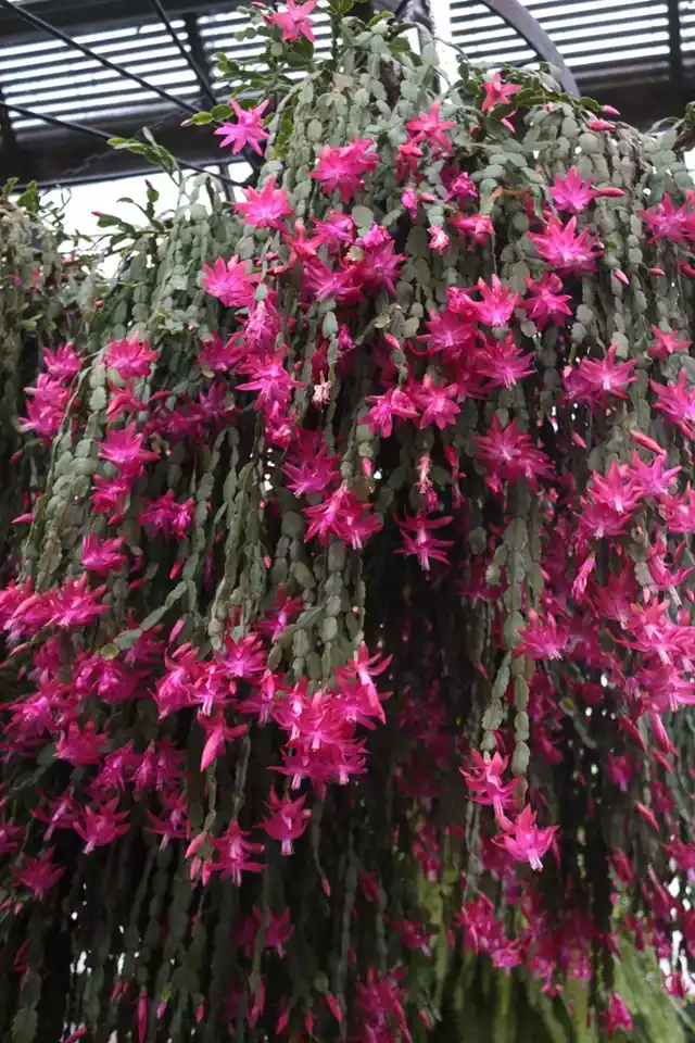 Gran Cactus de navidad colgante