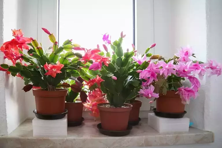 Schlumbergera