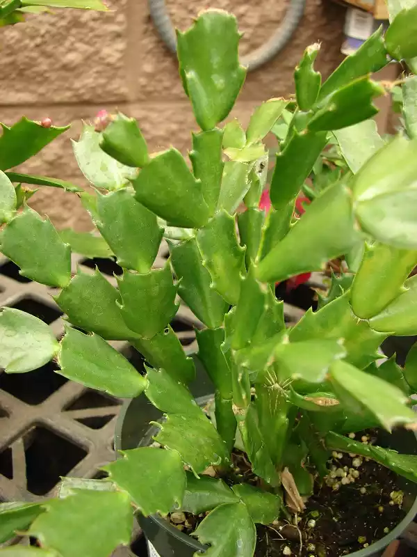 Schlumbergera Truncata