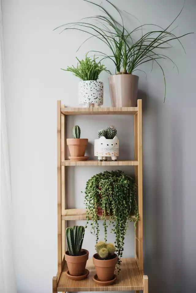 Mueble de pared cactus