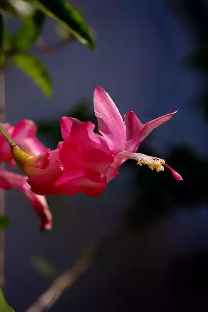 Flor Schlumbergera Truncata