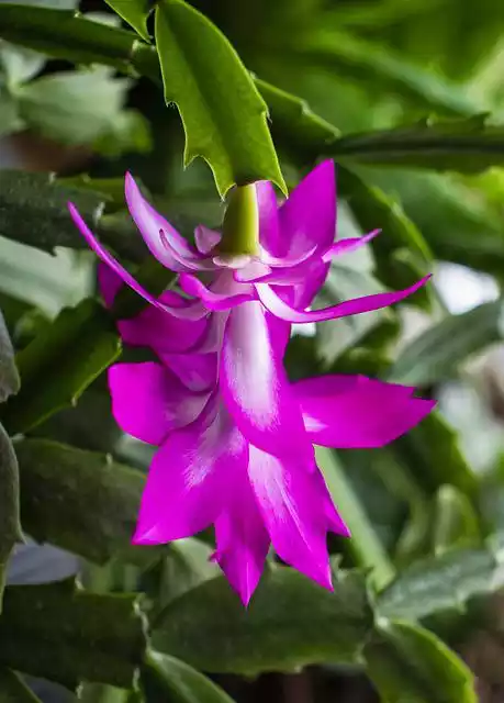 Flor Schlumbergera Truncata