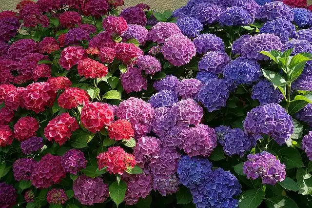 Hortensia