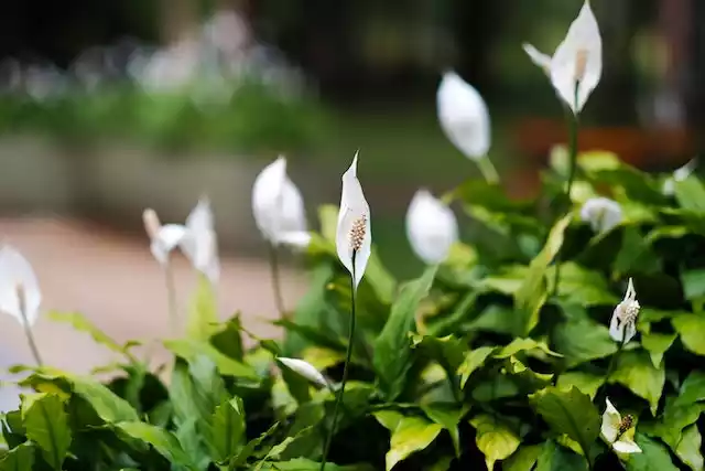 Spathiphyllum