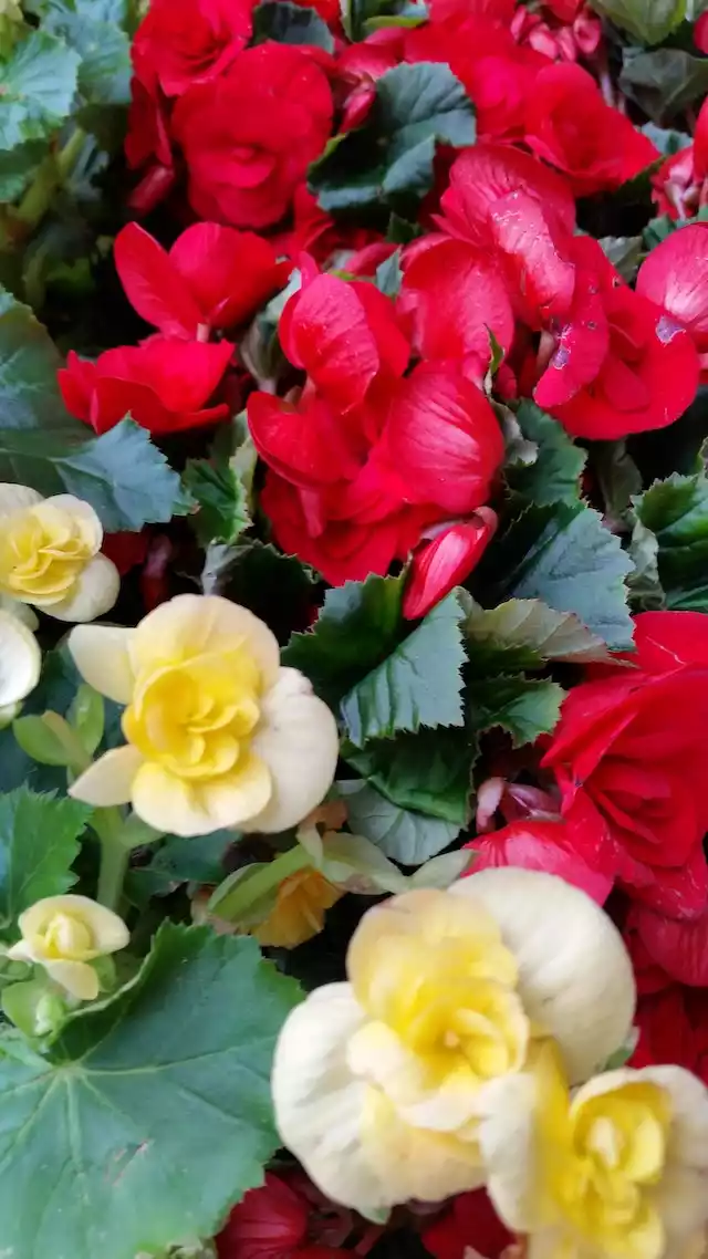 Begonias