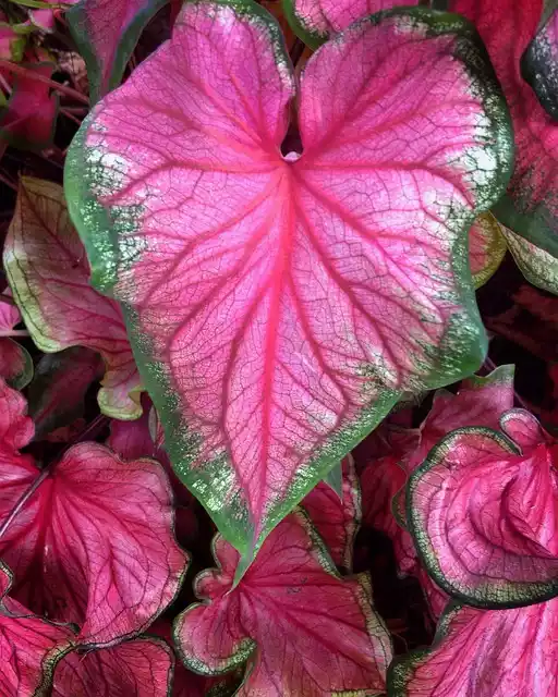 Caladium