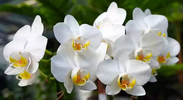 Orquidea blanca