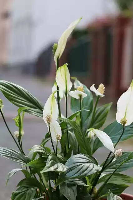 Spathiphyllum