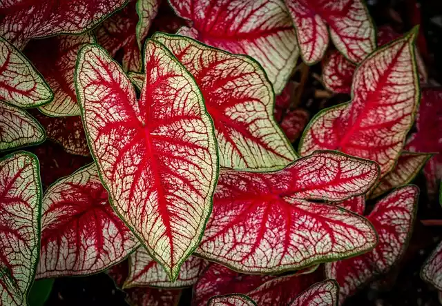 Caladium Tapestry