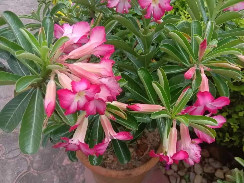 Adenium obesum flowers