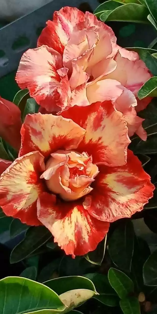 Adenium