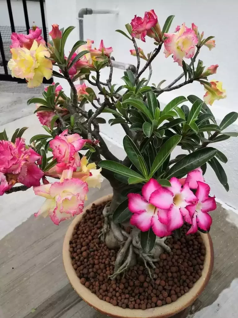 Ingerto adenium