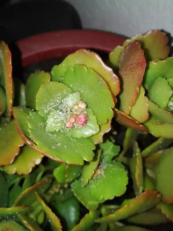 Kalanchoe plaga