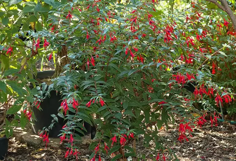 Fuchsia habitat