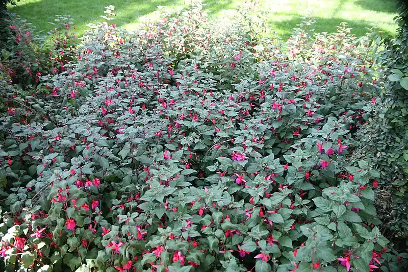 Fuchsia habitat