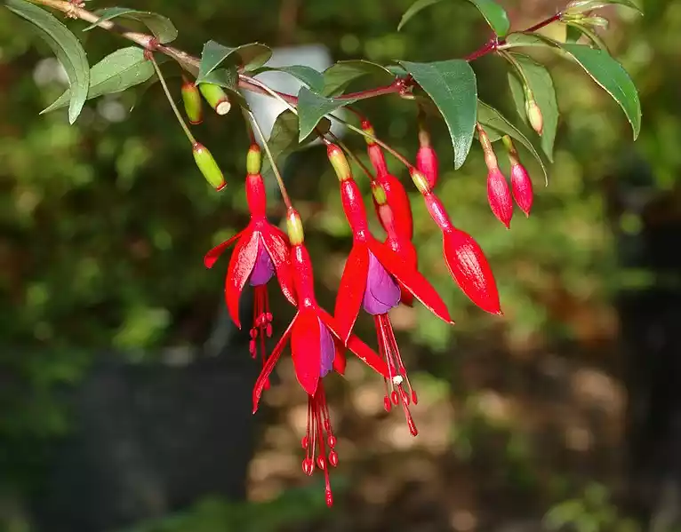 Fuchsia Regia