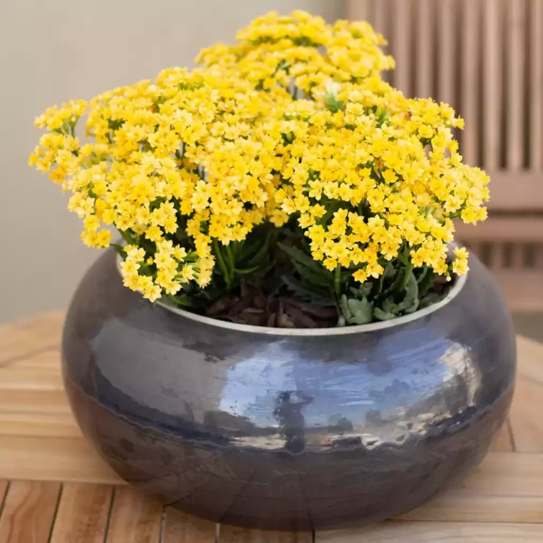 Kalanchoe amarillo