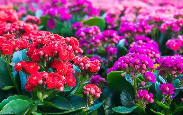 Kalanchoe blossfeldiana