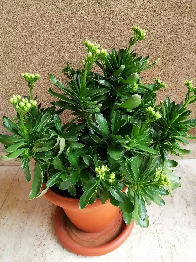 Kalanchoe Blossfeldina