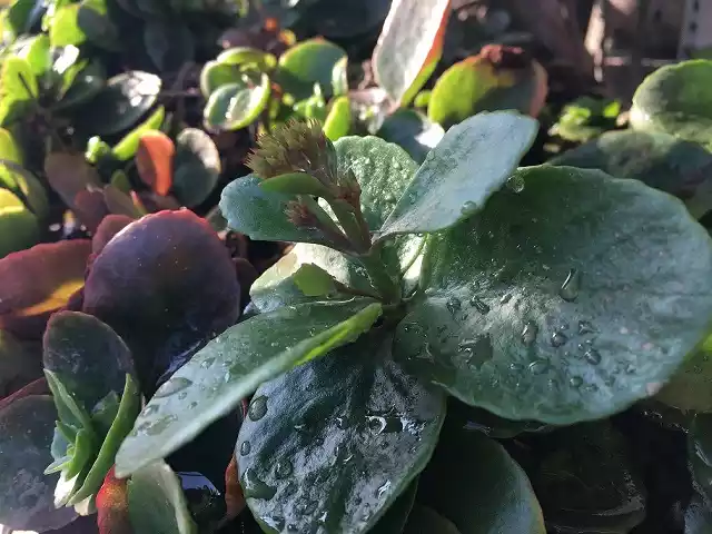 Kalanchoe Blossfeldiana