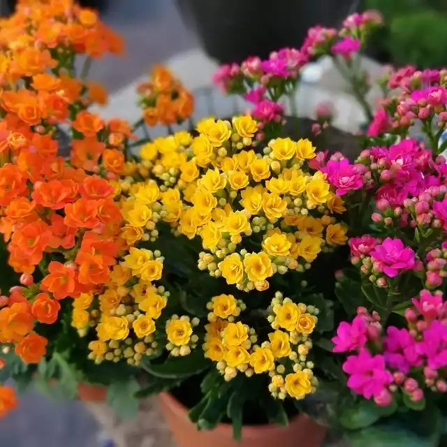 Mix Kalanchoe