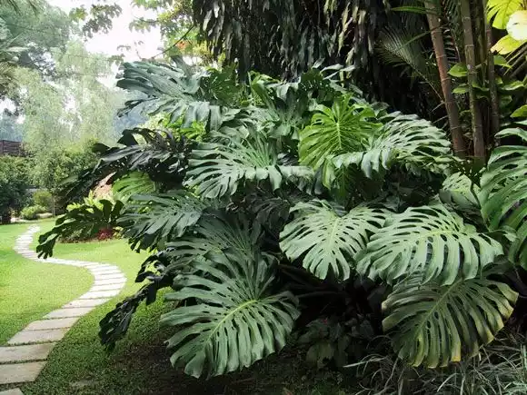 Monstera deliciosa