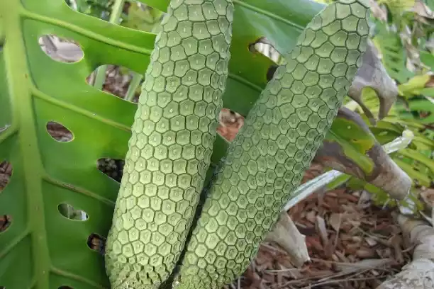 Monstera deliciosa Fruto