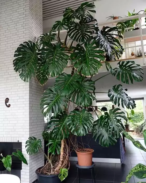 Monstera deliciosa