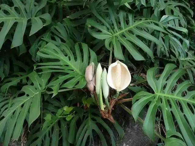 Monstera deliciosa