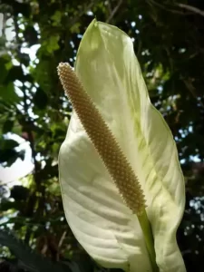 Monstera deliciosa flor