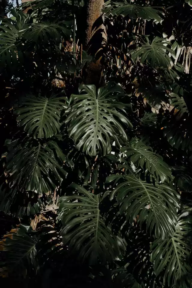 Monstera habitat