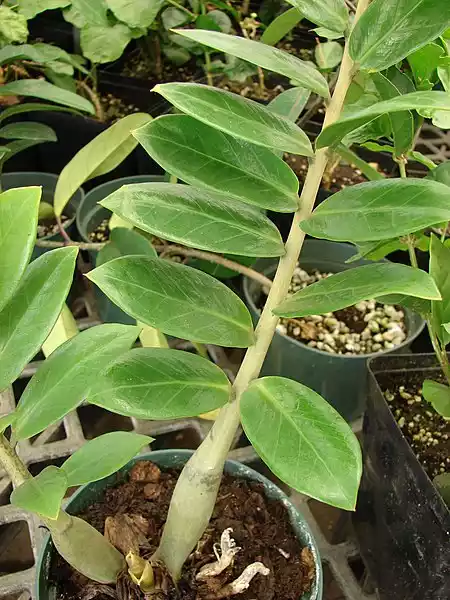 Zamioculcas hojas