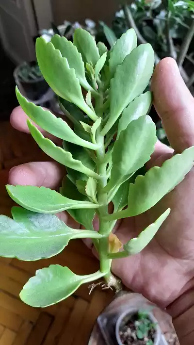 Esqueje kalanchoe