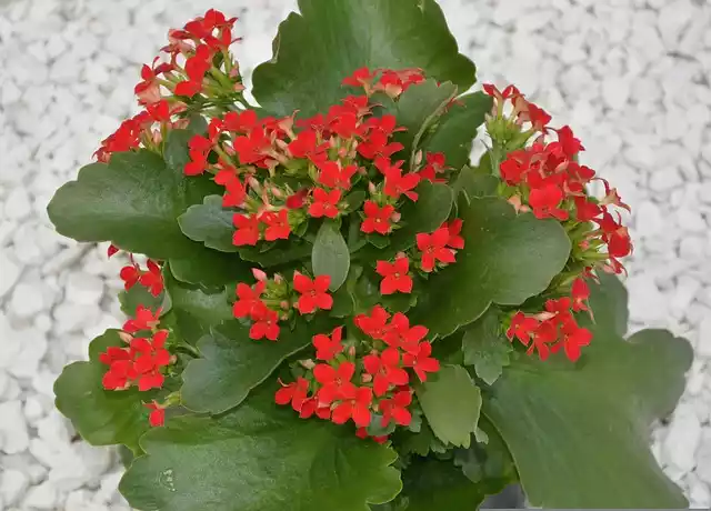 Flor kalanchoe