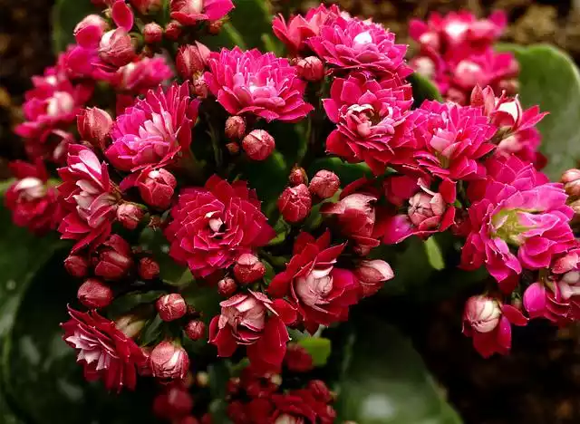 Kalanchoe flower