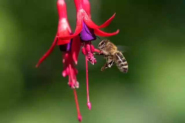 Fuscia con abeja