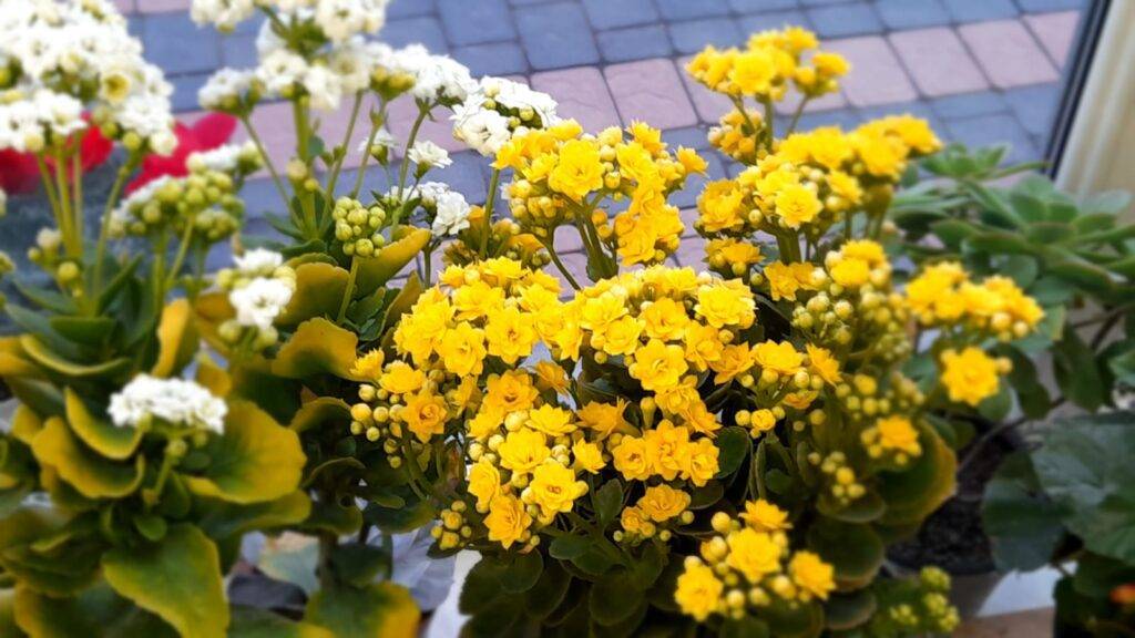 Kalanchoe Blossfeldiana