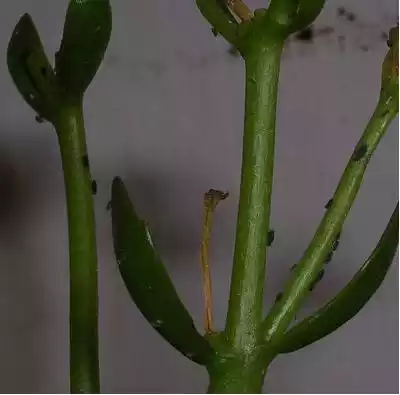 Kalanchoe plaga