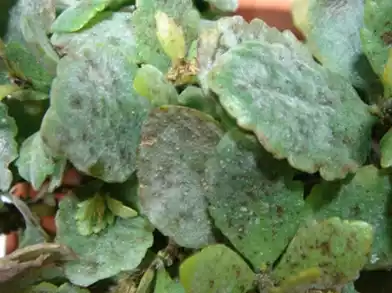 Kalanchoe plaga