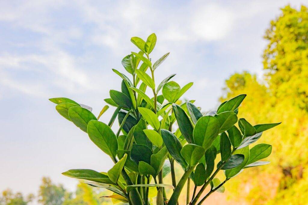 Zamioculcas