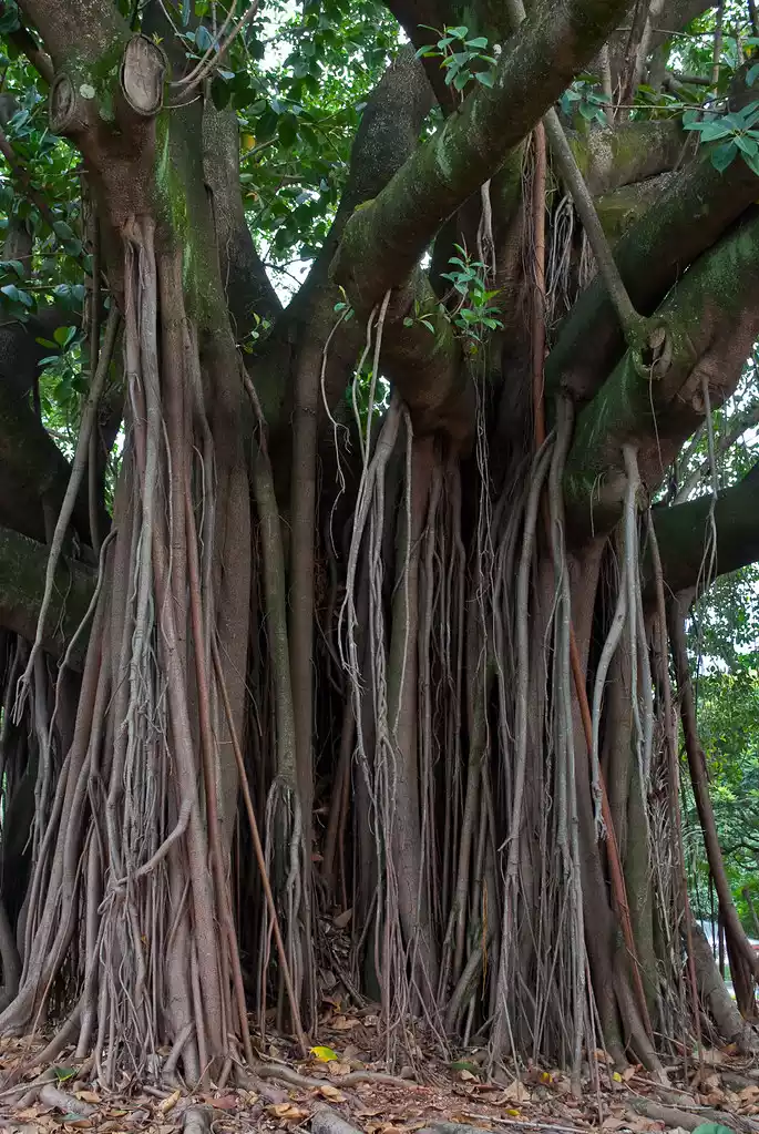 Arbol Ficus