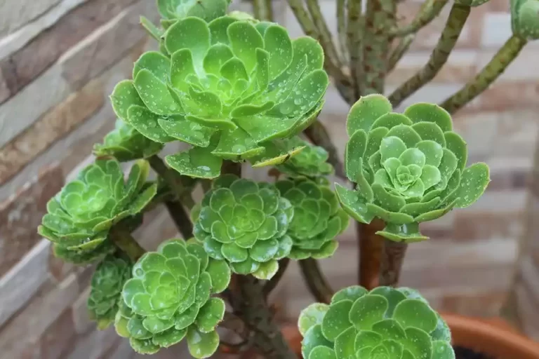 Aeonium