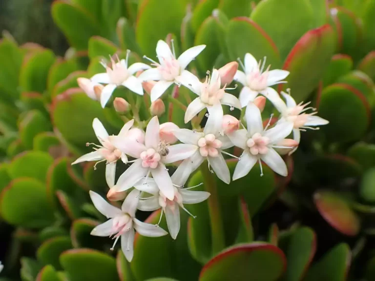 Crassula Ovata Flores