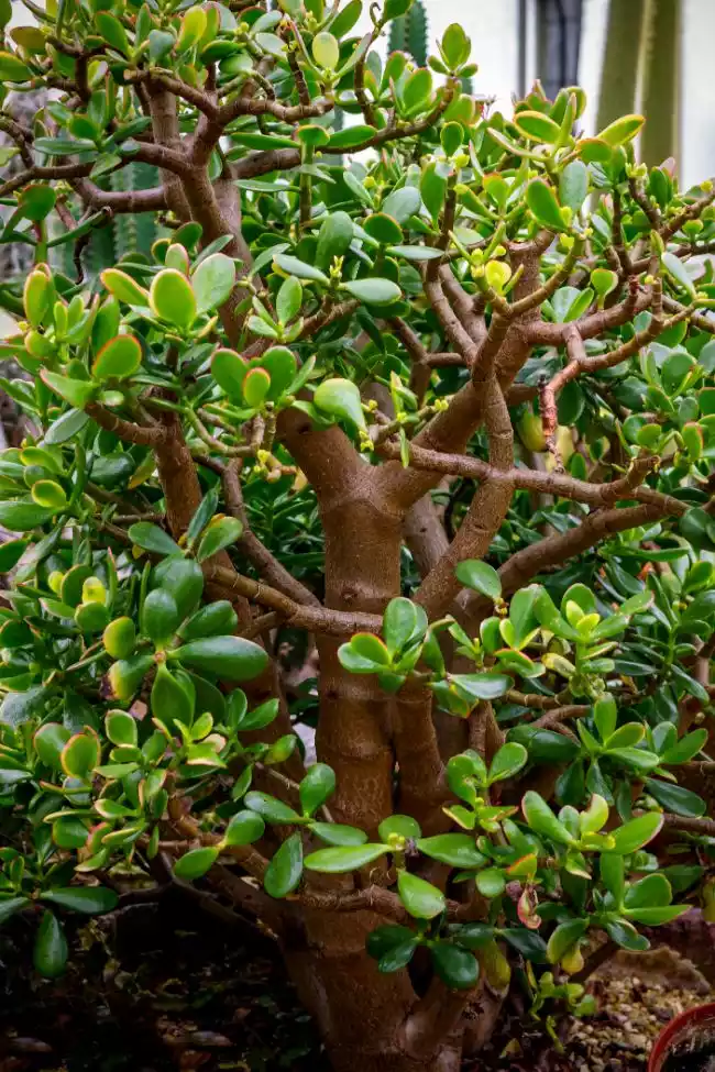 Crasula ovata