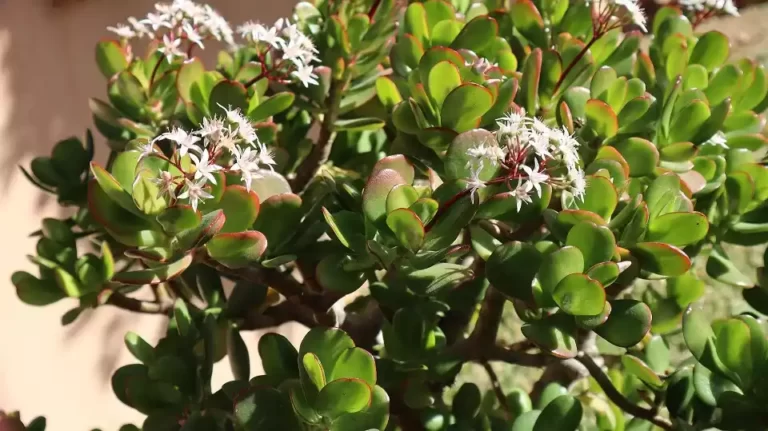 Crasula ovata