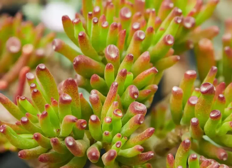 Crasula ovata