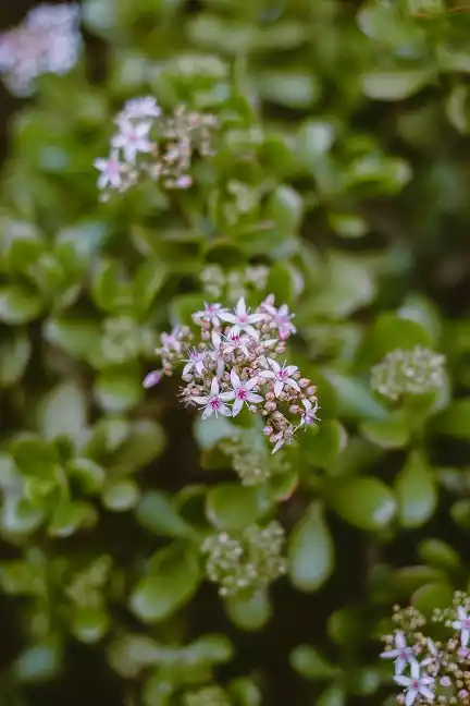 Crasula ovata