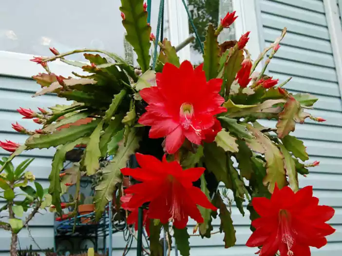 Disocactus-Orchid-Cactus