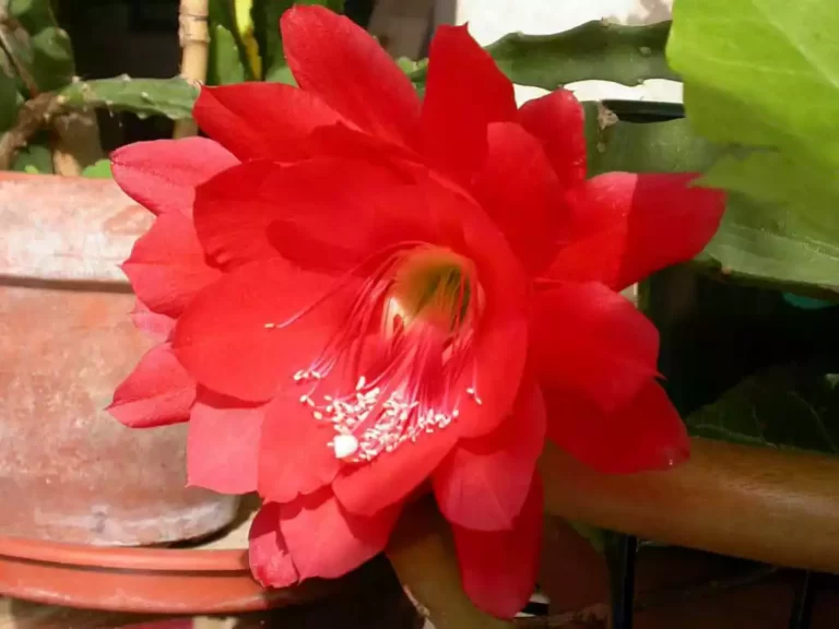 Disocactus o Orchid-Cactus